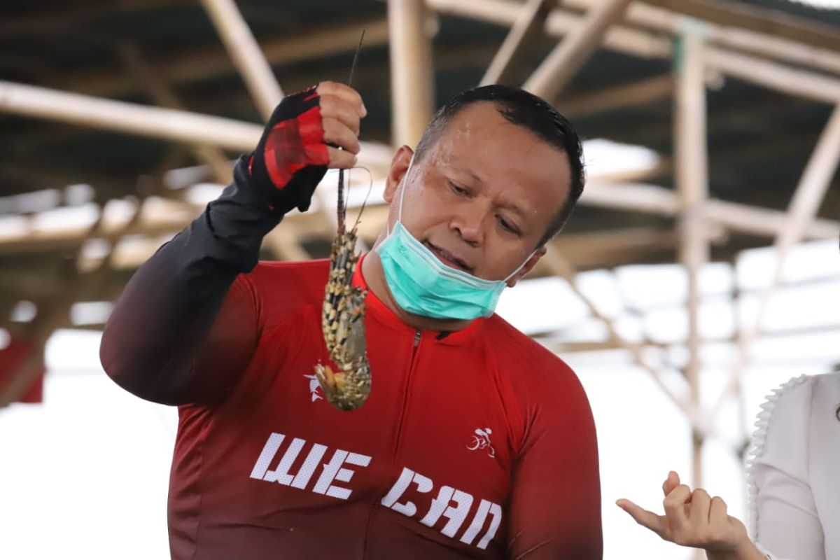 Edhy Prabowo ingin tumbuhkan etos pembudidayaan lobster nasional