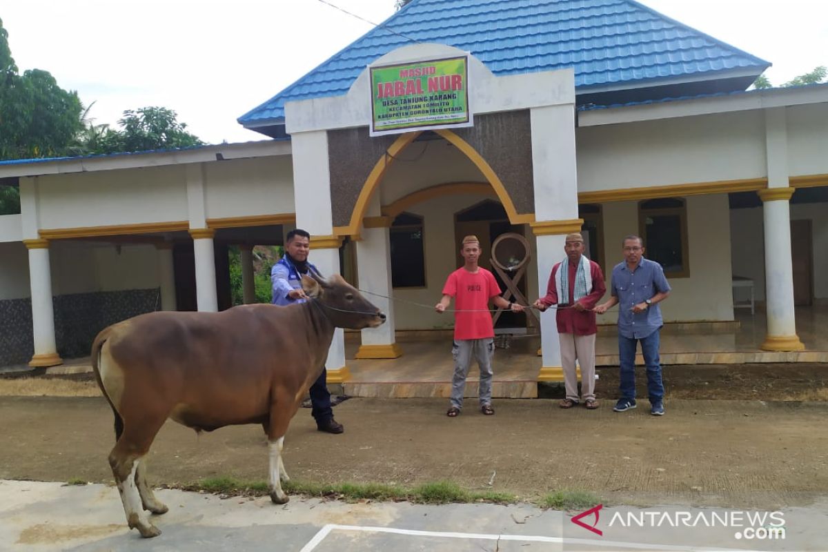 GLP salurkan bantuan sapi kurban di Gorontalo Utara