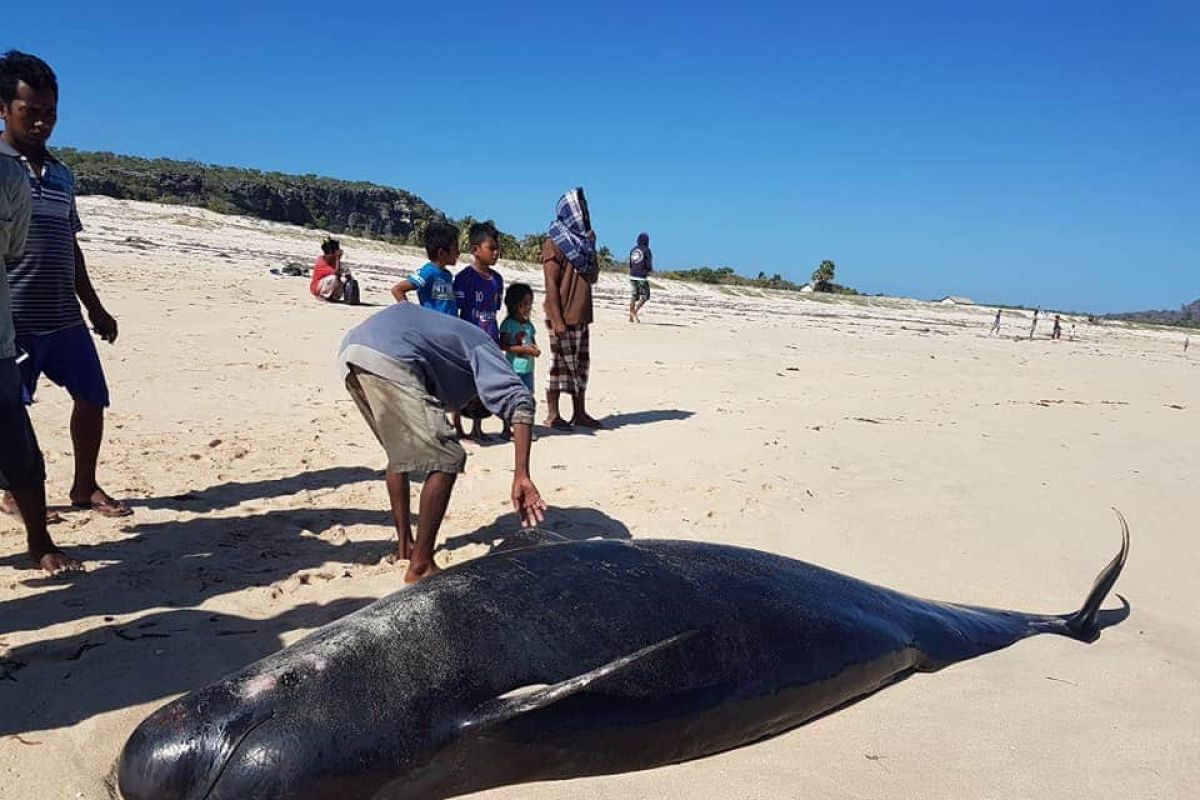 Belasan paus pilot terdampar di pantai Sabu Raijua