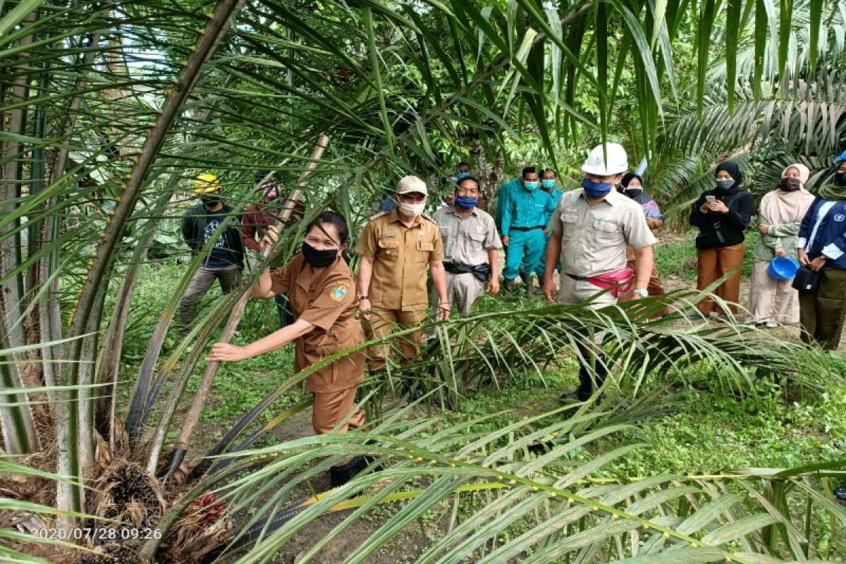 Asian Agri serahkan pengelolaan sawit sekolah ke SMKN I Silangkitang