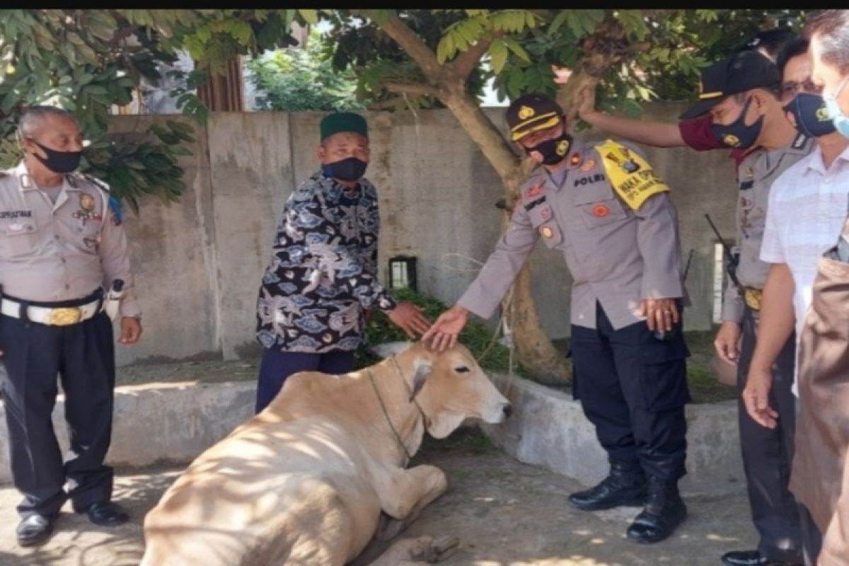 Kapolres Tebing Tinggi sumbang 3 ekor lembu kurban