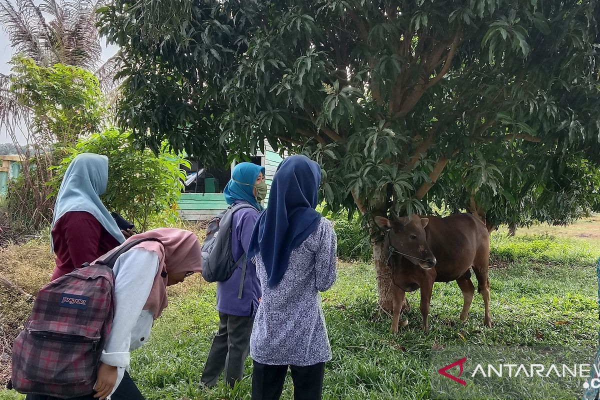 Warga Mukomuko potong 745 hewan kurban pada Idul Adha 1441 H