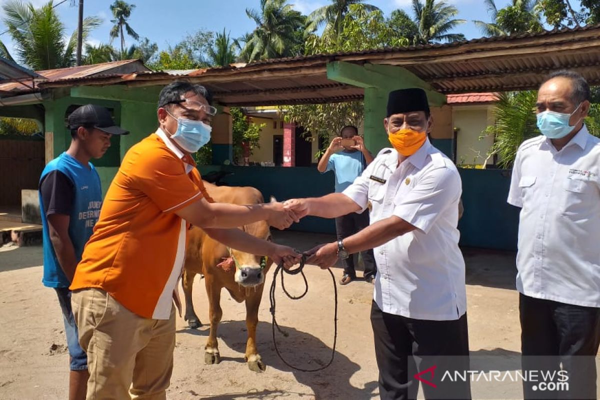 Pelindo II Tanjung Pandan salurkan 7 ekor sapi kurban untuk masyaraka