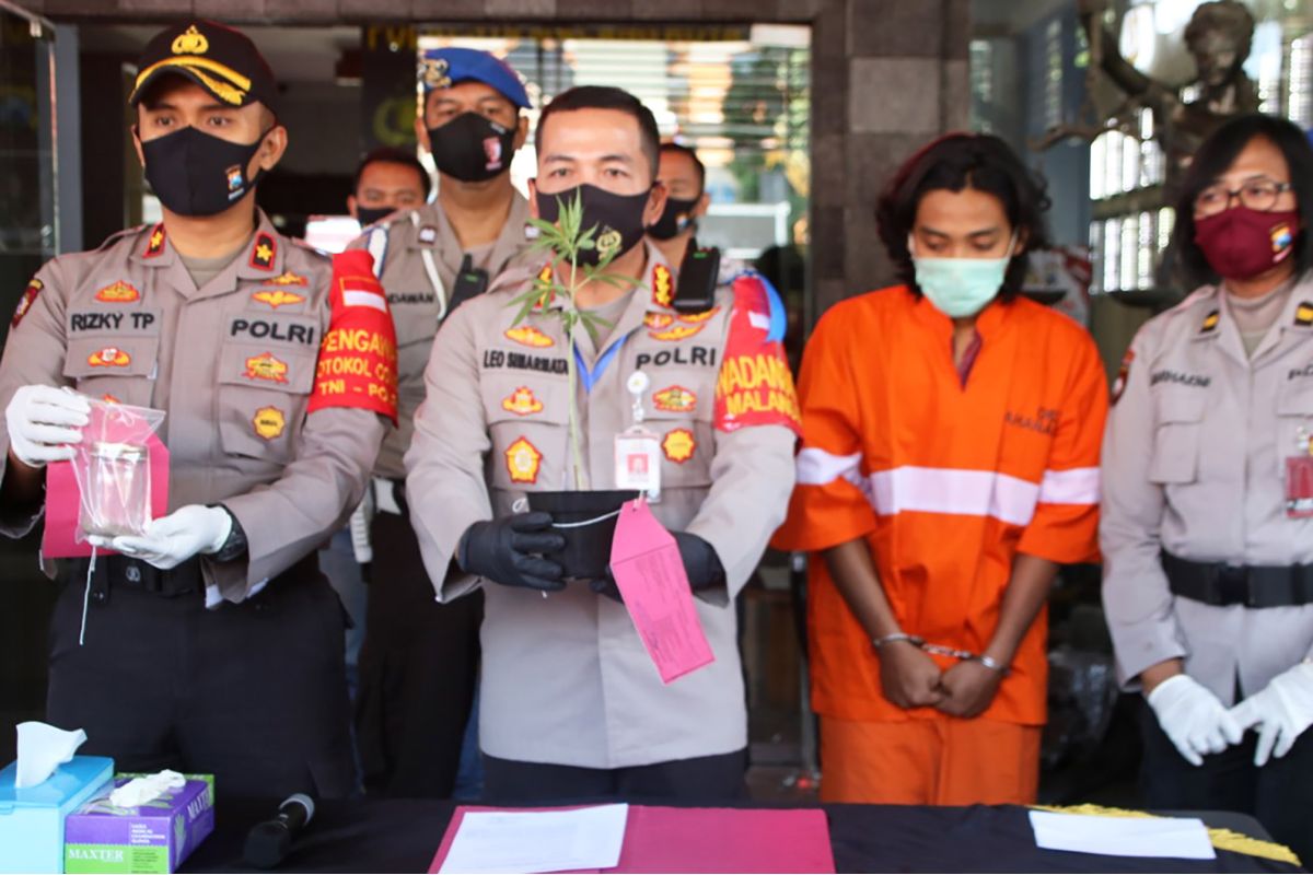 Tanam ganja di rumah kos, mahasiswa Kota Malang ditangkap polisi