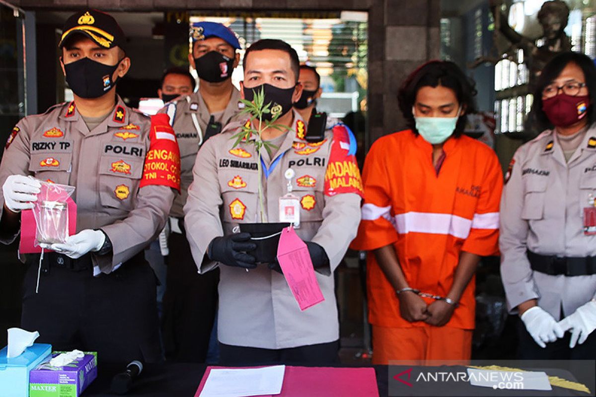 Polisi Tangkap Seorang Mahasiswa Yang Tanam Ganja Di Kota Malang ...