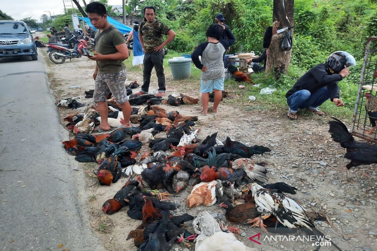 Di Kendari, penjual ayam kampung jadi rebutan jelang Idul Adha