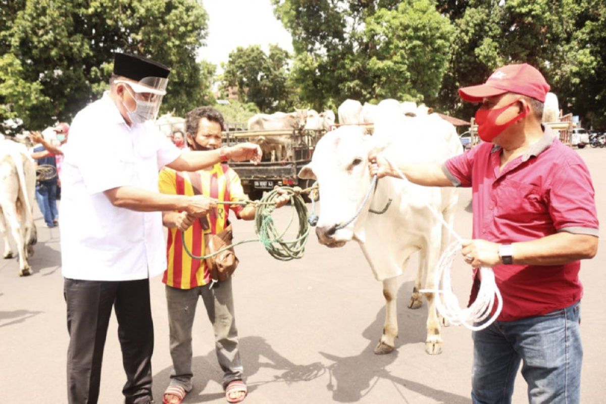 Pemprov Sulawesi Utara  distribusikan 210 sapi kurban