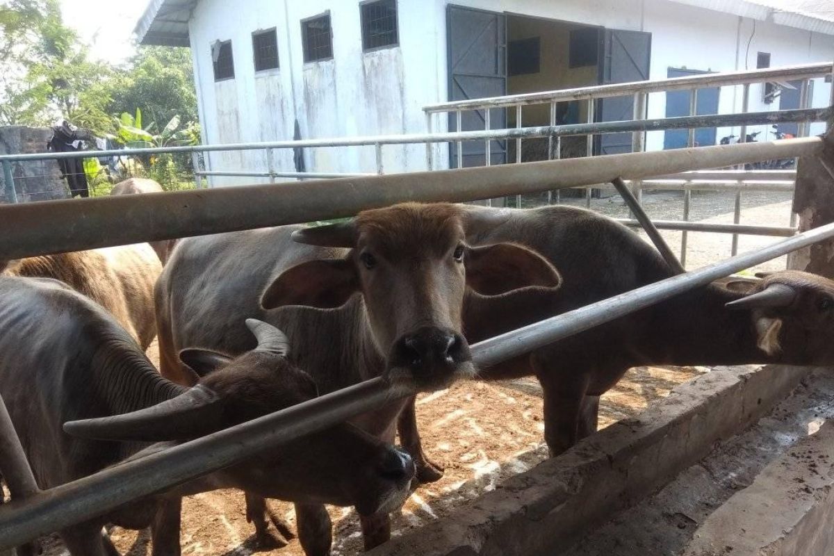 Lebak kembangkan pembibitan dorong populasi kerbau meningkat