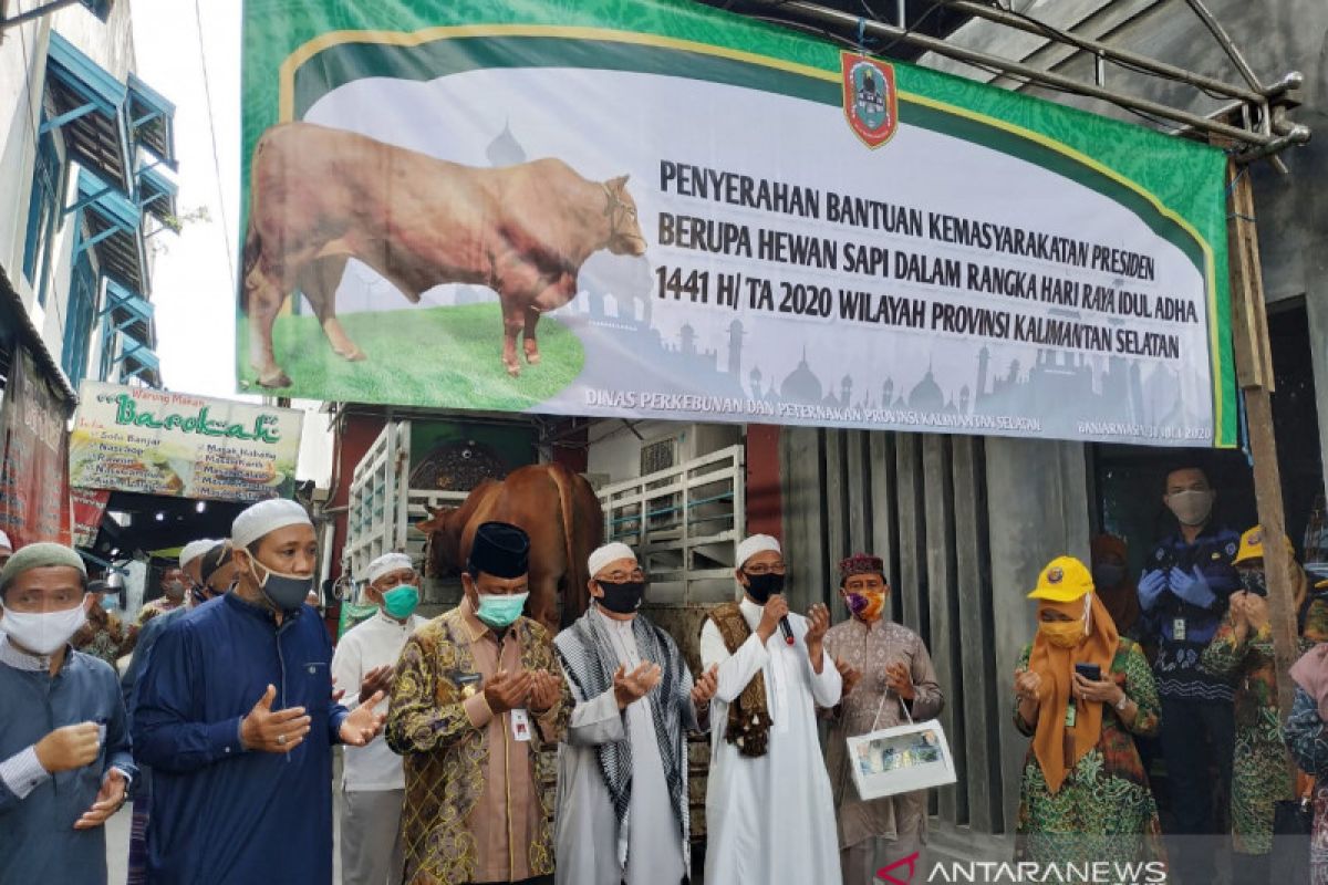 Presiden serahkan sapi limosin seberat 875 untuk Masjid Noor Banjarmasin