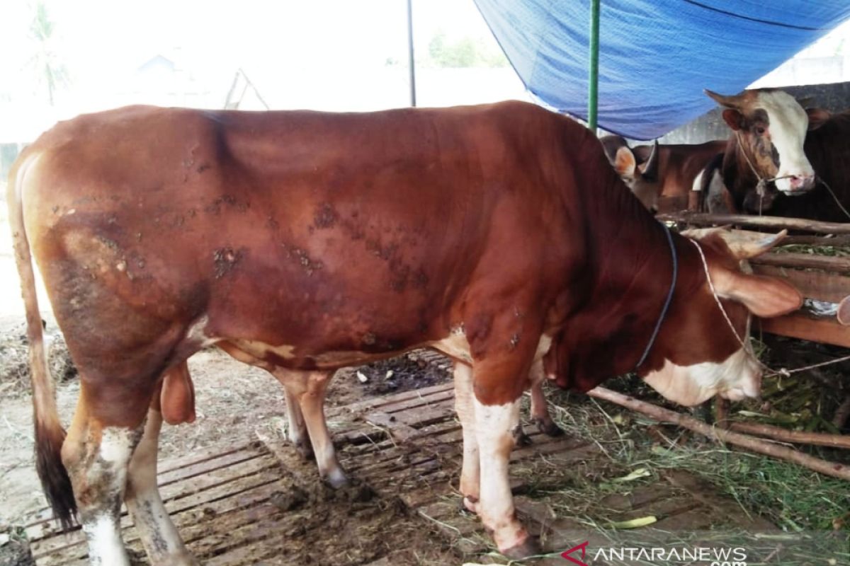 Pemkot Palembang jamin hewan  kurban bebas penyakit