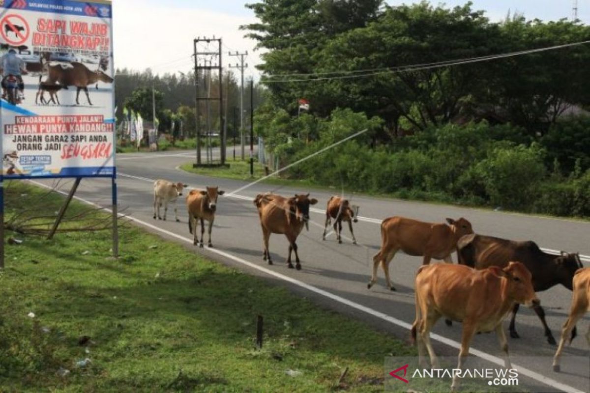 Sapi jadi ancaman kecelakaan pengguna jalan di Aceh Jaya