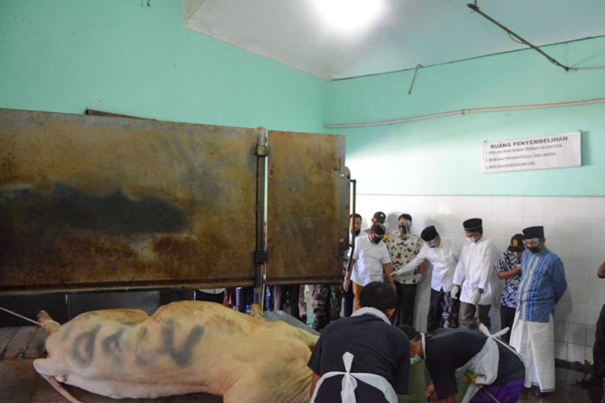 RPH Giwangan Yogyakarta sembelih 146 sapi kurban