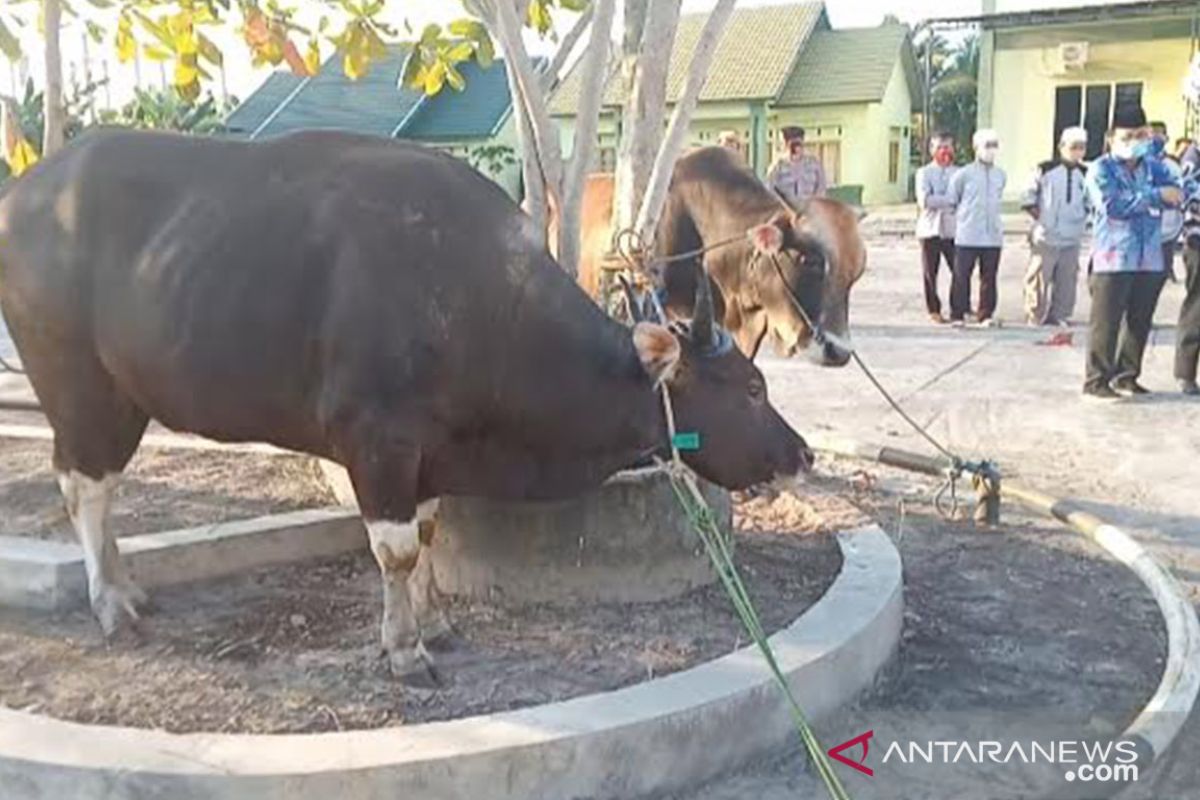 Bupati Kapuas serahkan 27 ekor sapi ke masjid dan langgar