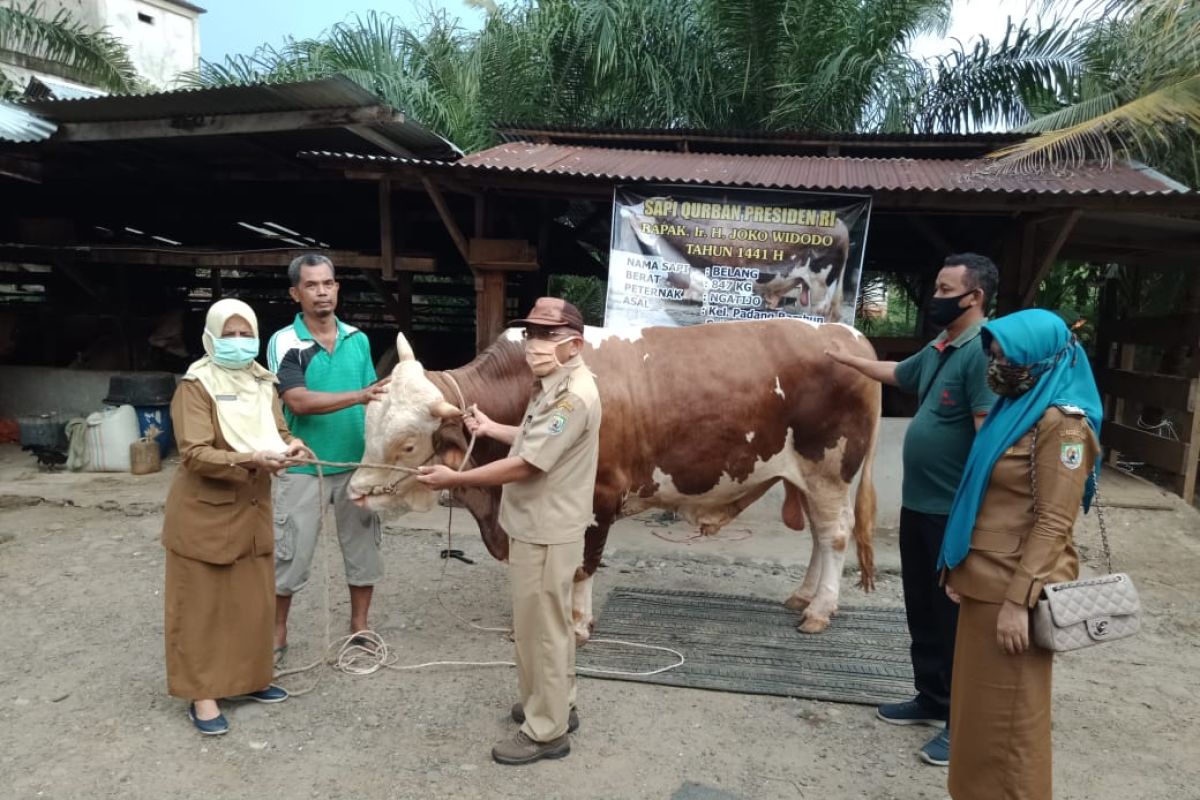 600 KK di Lebong bakal terima daging kurban dari Presiden Jokowi