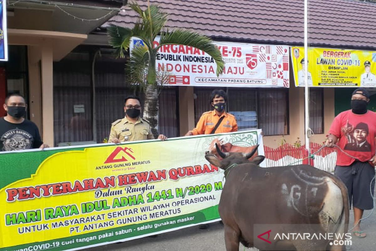 PT AGM bantu 49 ekor sapi kurban