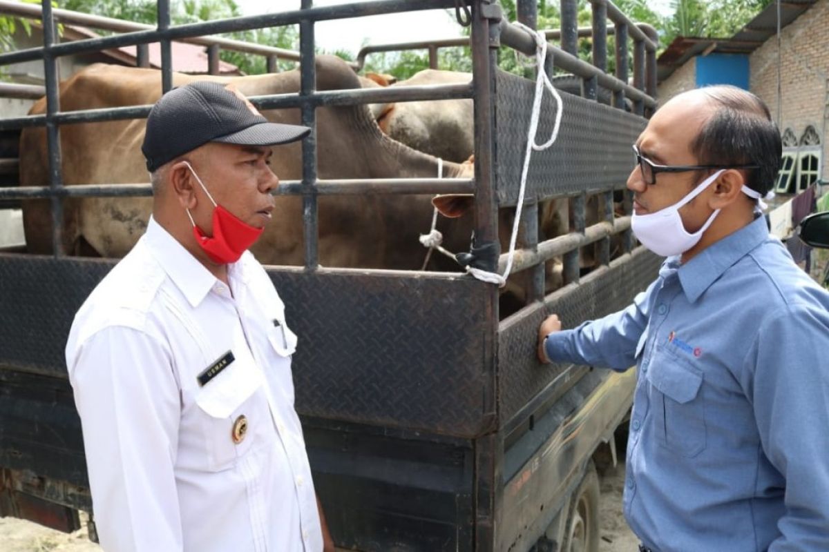 INALUM serahkan bantuan 20 ekor sapi kepada masyarakat Batu Bara