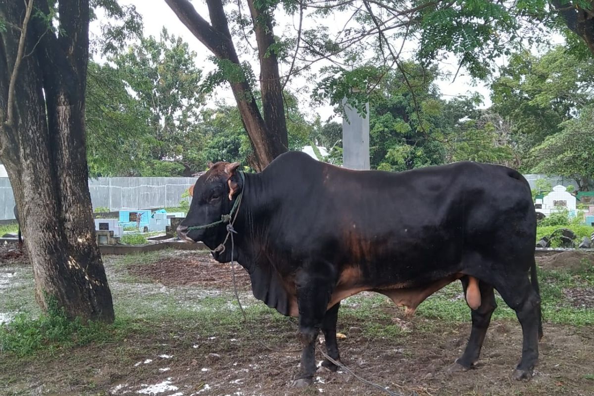 Gubernur Gorontalo serahkan sapi bantuan Presiden Jokowi ke Masjid Almarhamah