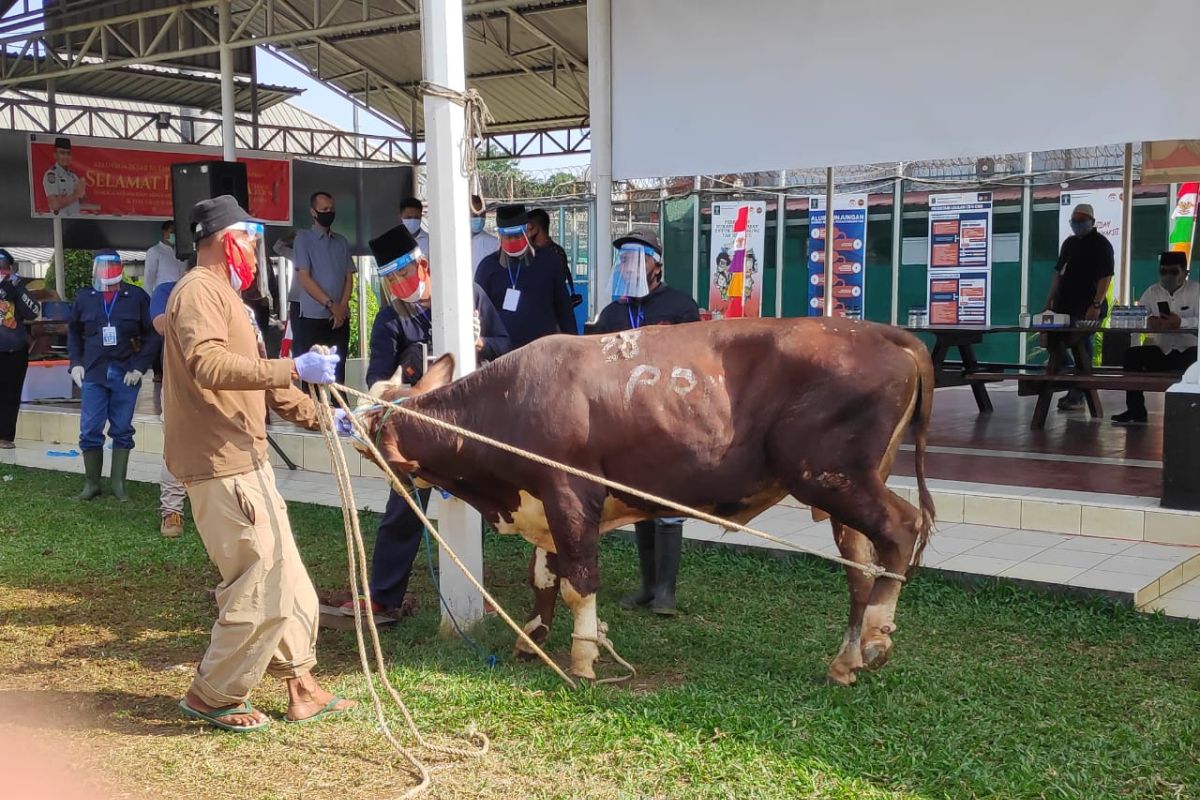 Menteri Hukum Yasonna serahkan lima sapi ke lapas dan rutan