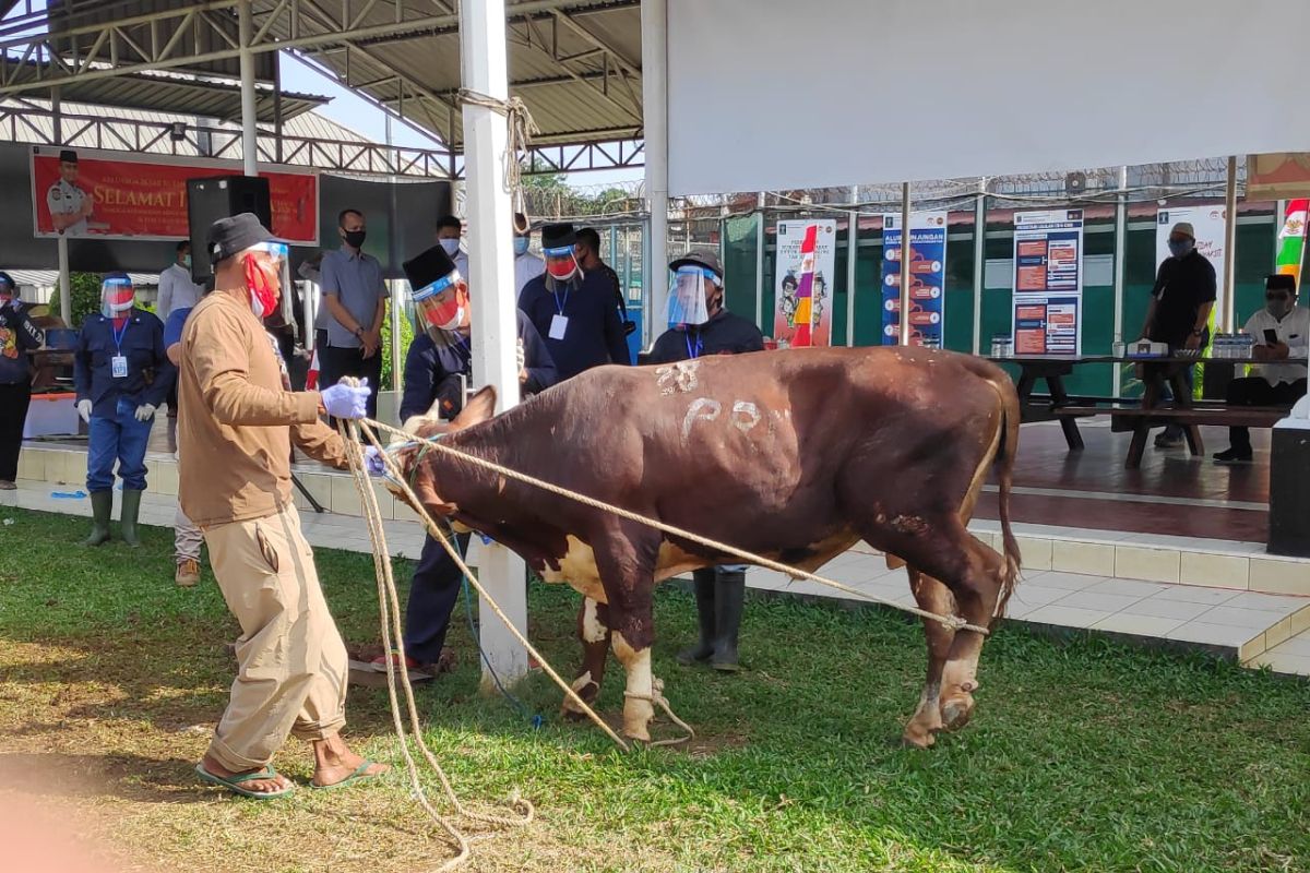 Menteri Yasonna kirim lima sapi ke lapas dan rutan