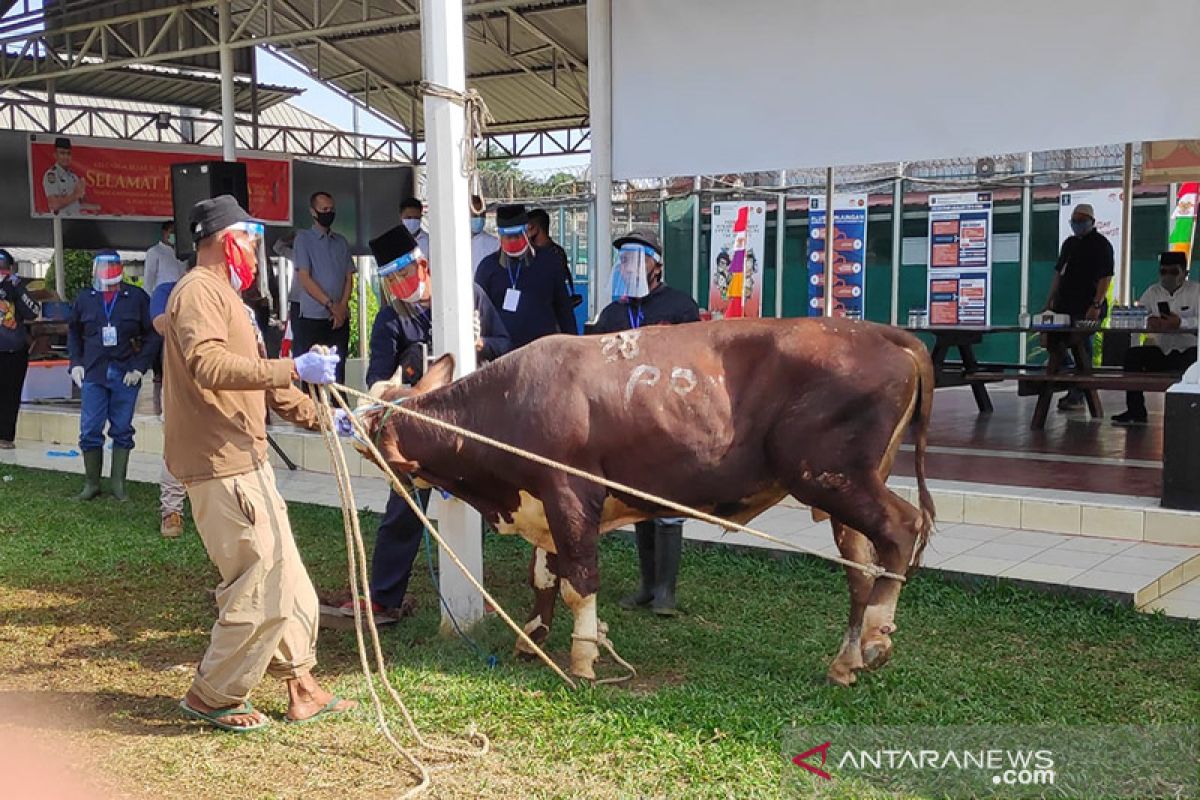 Idul Adha, Menteri Yasonna serahkan lima sapi ke lapas dan rutan