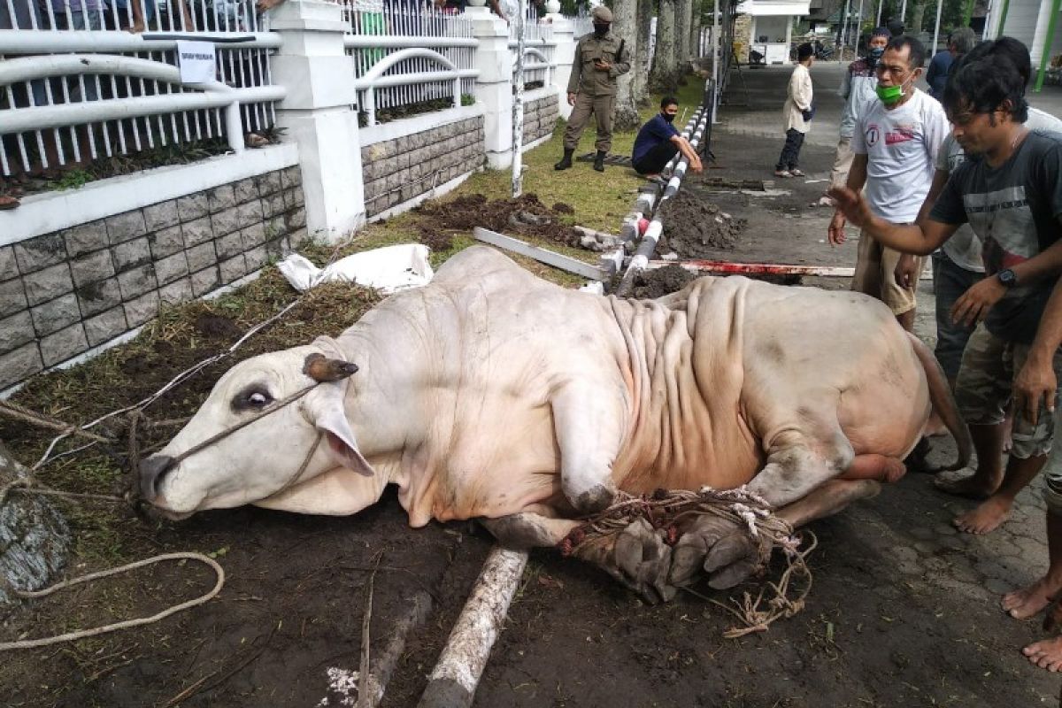 Sapi dari Presiden Jokowi seberat 1,2 ton disembelih di Medan