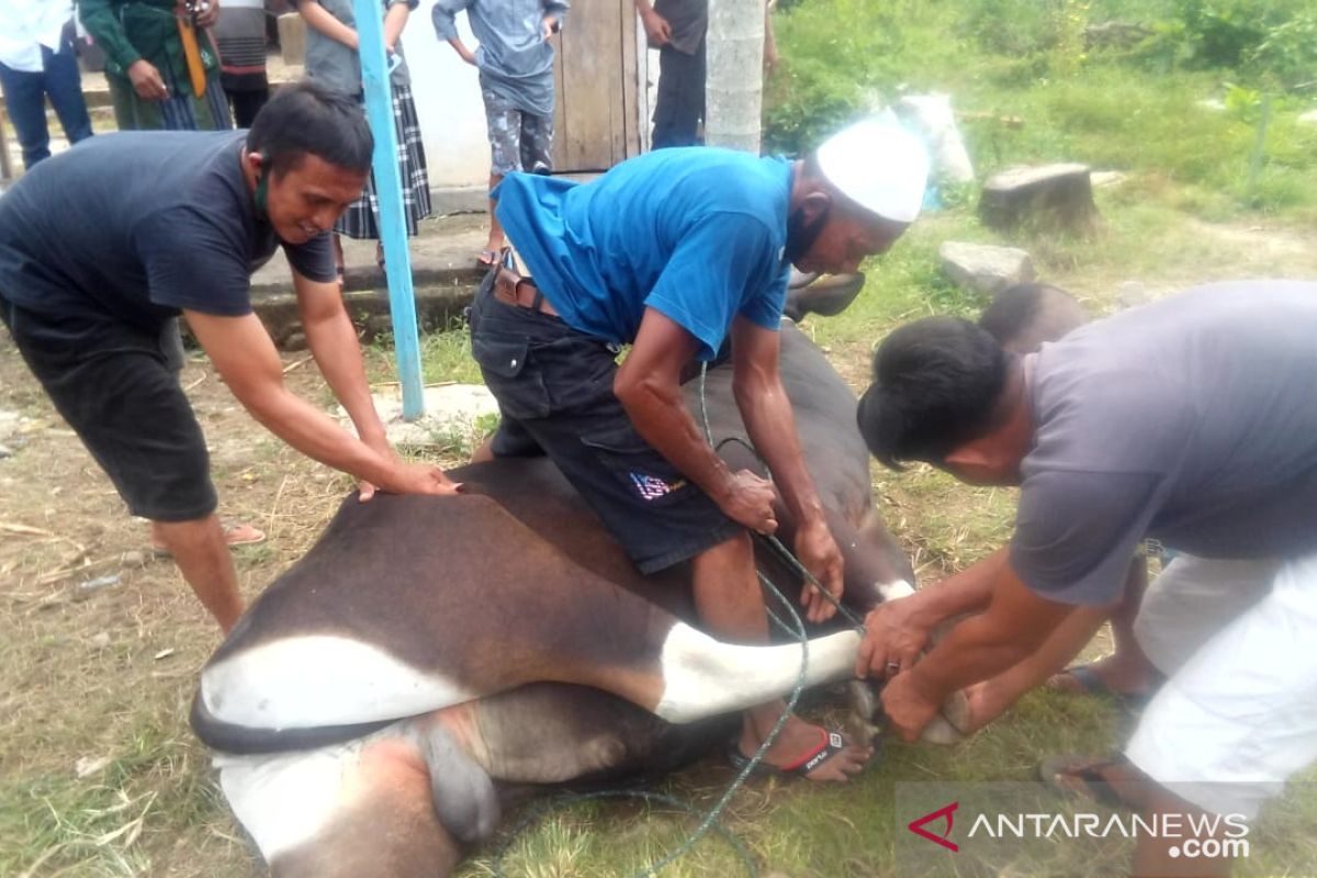 Harga daging sapi stabil di Idul Adha 1441 Hijriyah