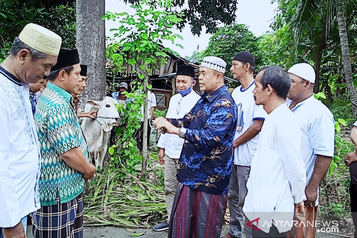 NasDem salurkan 139 sapi kurban untuk warga lima daerah di Sulteng