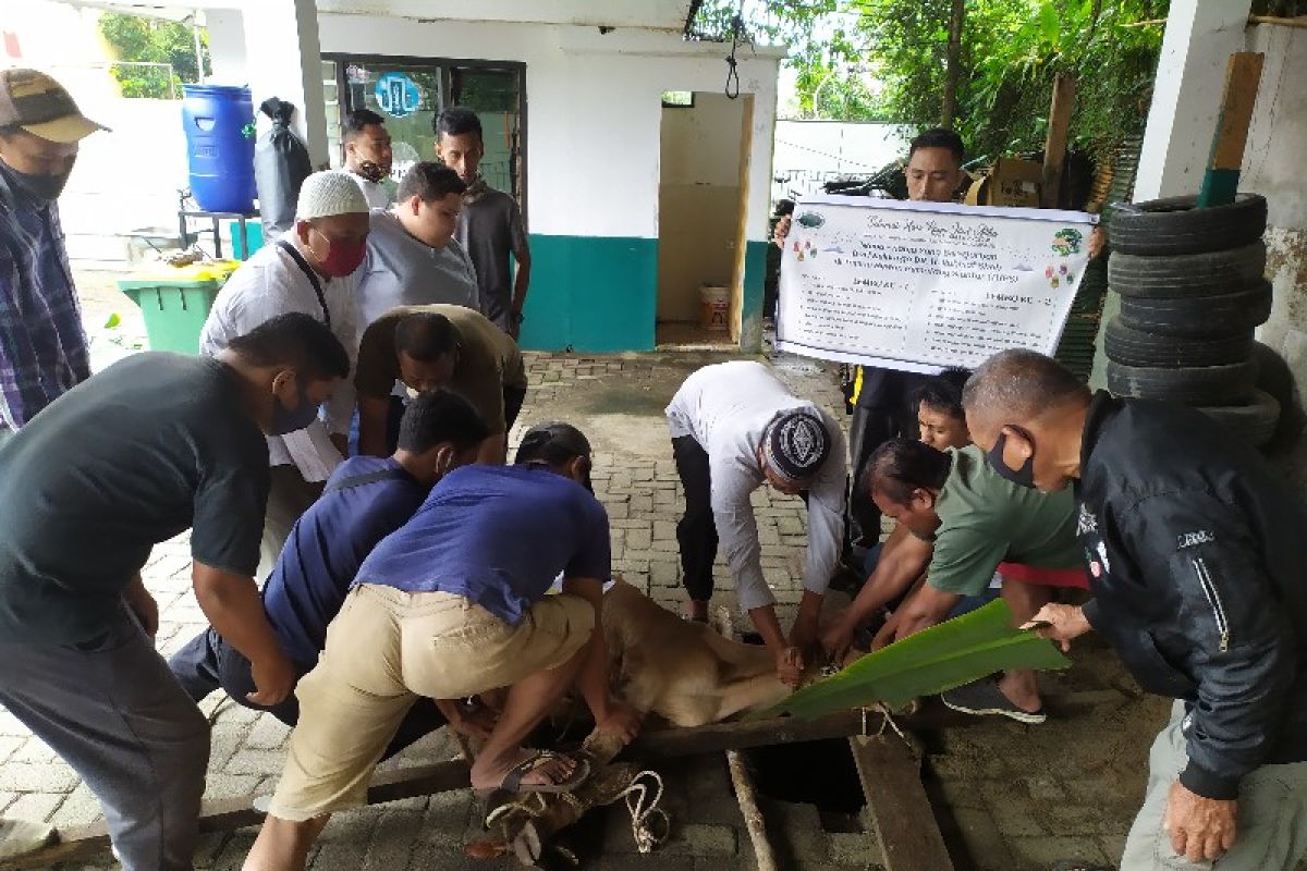 THPS sembelih tiga ekor lembu di Idul Adha