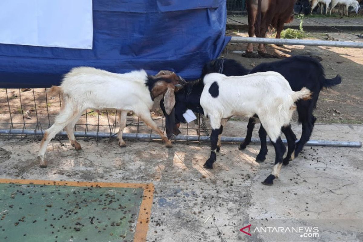Yayasan Pesantren Al Azhar terima 956 hewan kurban Idul Adha 1441H