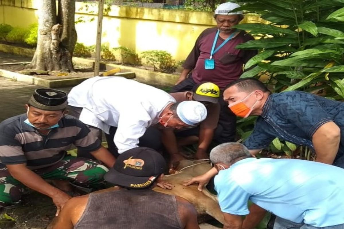 PWI Langkat kurban satu ekor lembu