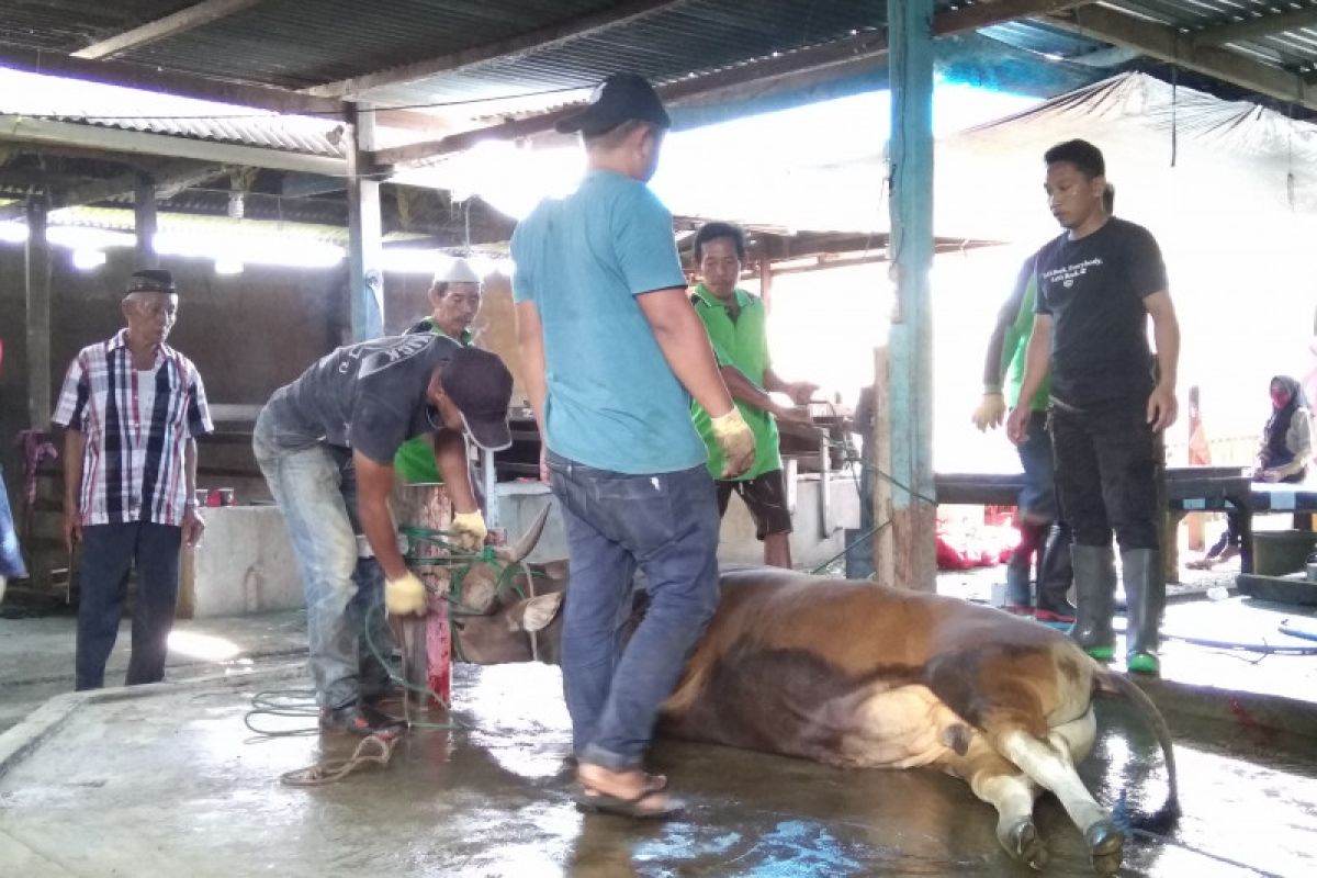 Pelindo IV bagikan 2.746 kilogram daging hewan kurban