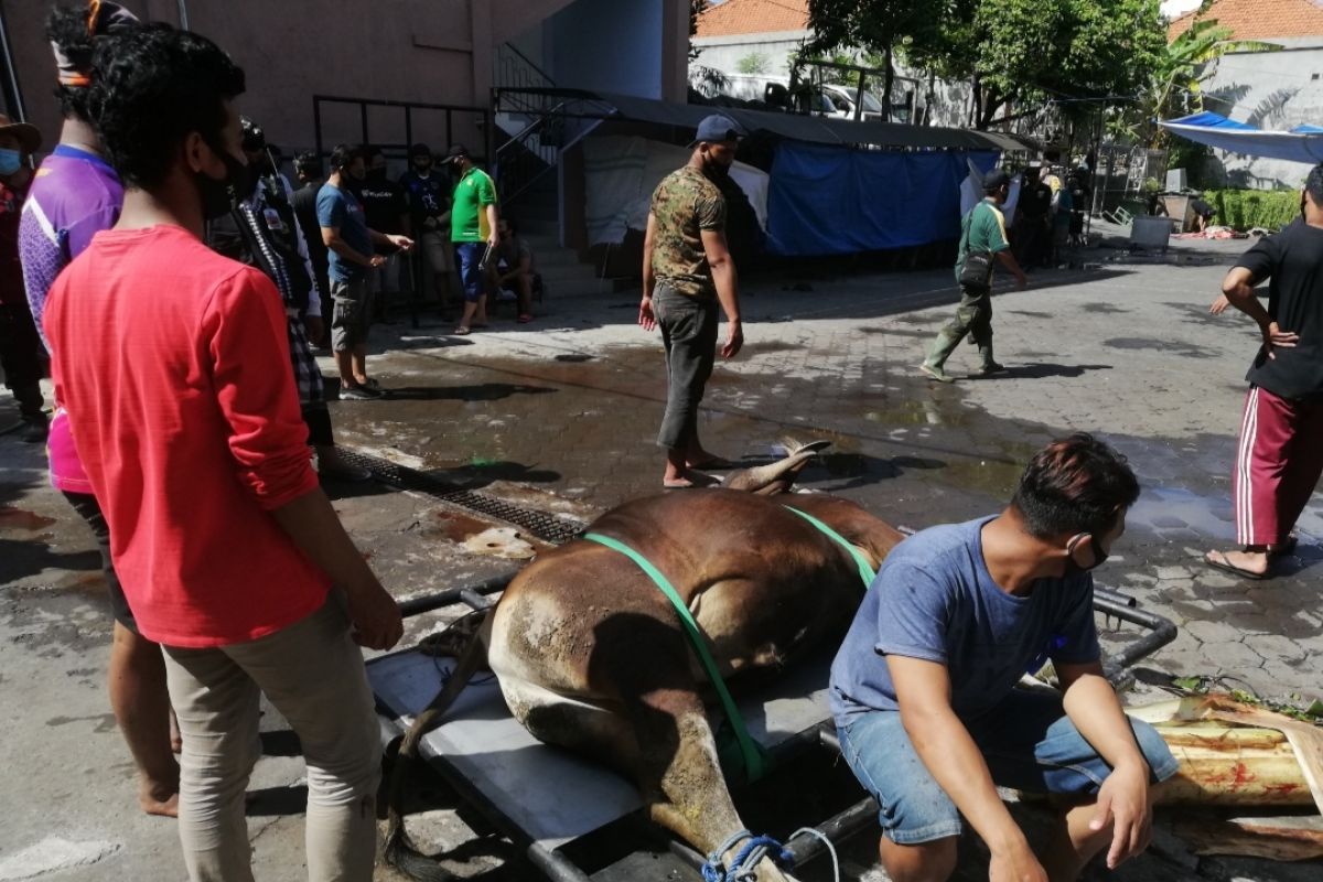 Jumlah daging kurban LDII di Bali turun 15 persen