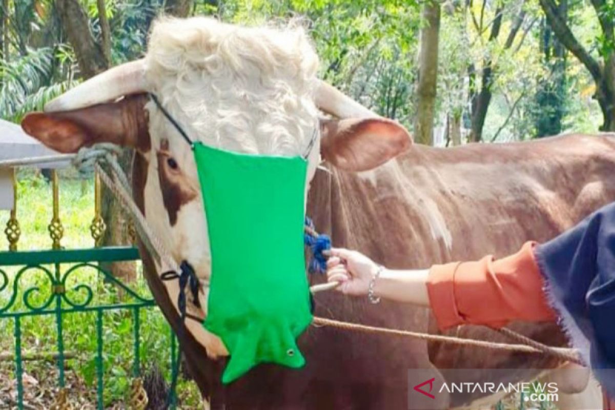 Sapi kurban Bupati Bogor juga pakai masker