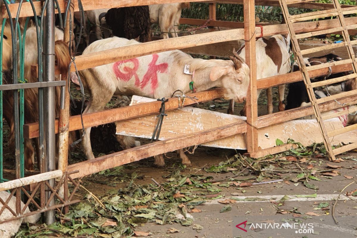 Idul Adha, jumlah hewan kurban di Masjid Cut Meutia terus naik