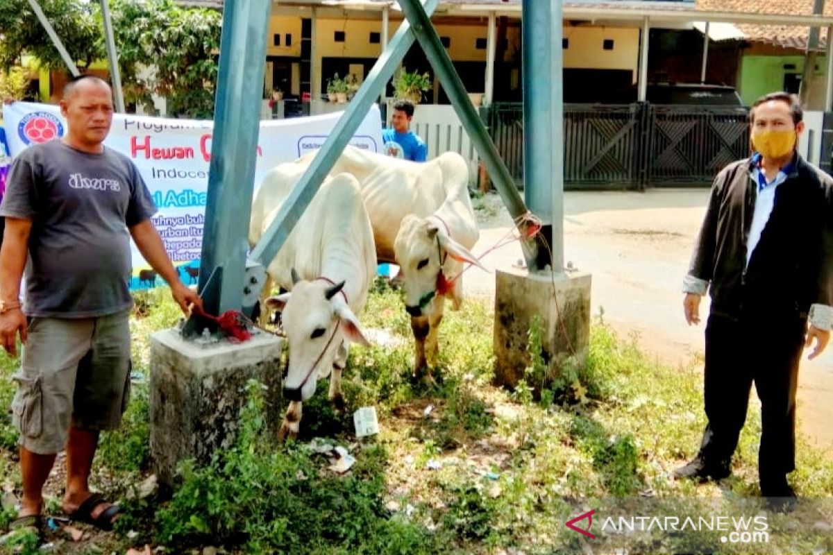 Indocement kurban 29 sapi dan tiga kambing untuk desa mitra di Bogor