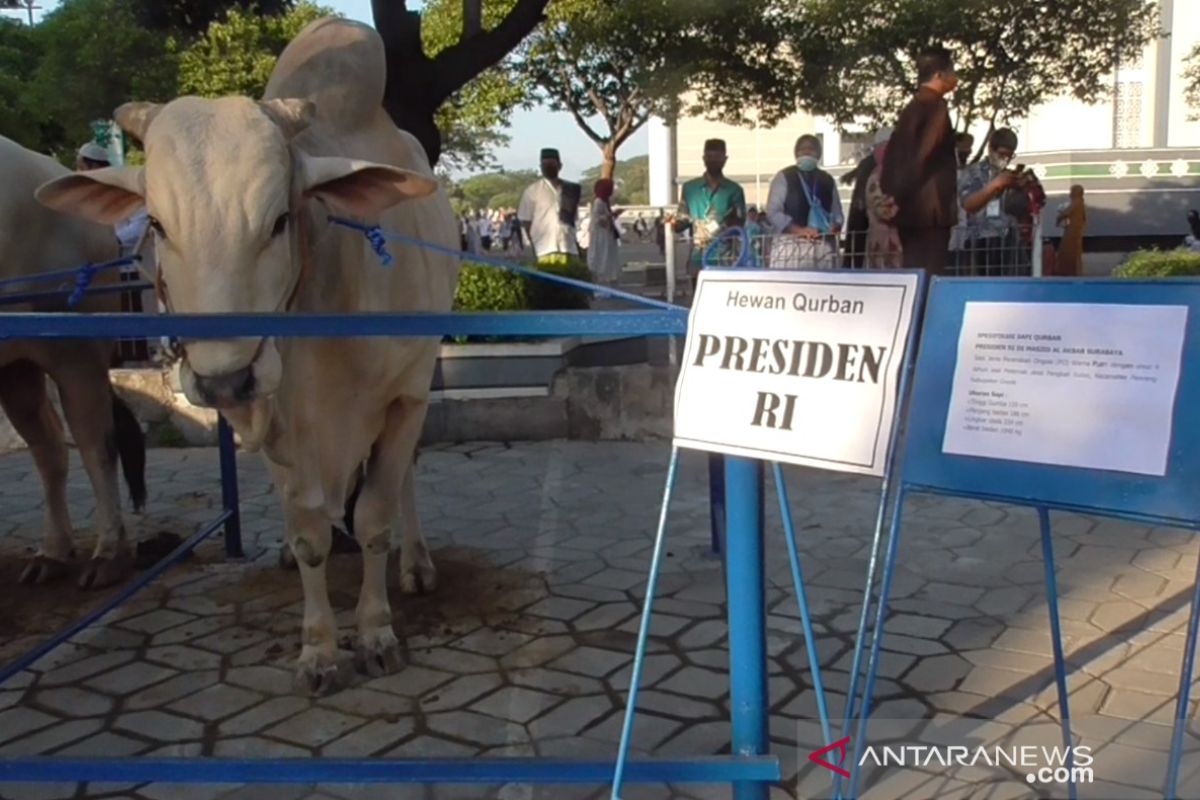 Sapi kurban Presiden Jokowi di Jatim hasil ternak terbaik