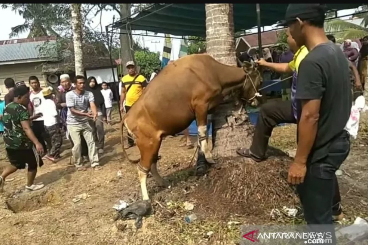 Jumlah hewan kurban di Siak 1.924 ekor, turun dibanding tahun lalu