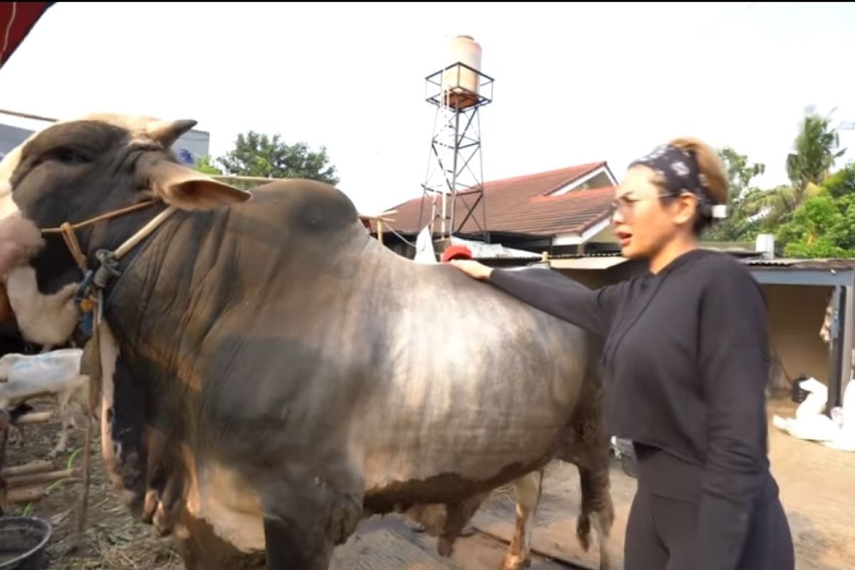 Rayakan Idul Adha, deretan artis ini beli hewan kurban berukuran besar