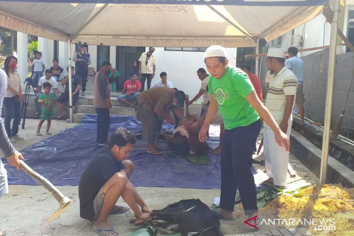 Kelompok kerja wartawan Belitung sembelih empat ekor hewan kurban