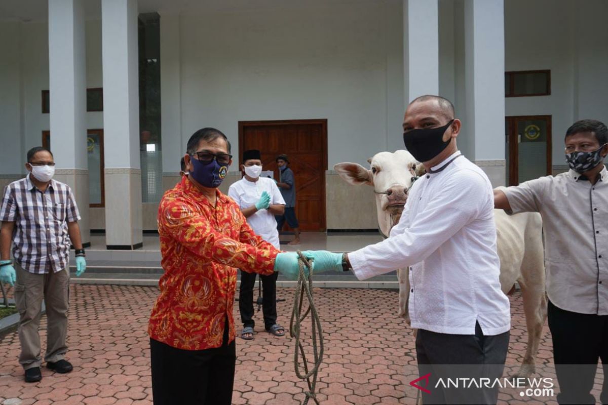 Danlantamal VIII serahkan hewan kurban ke panitia peringatan Idul Adha 1441 H