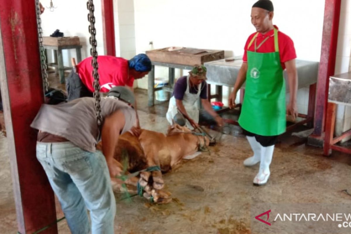 14 hewan kurban di Situbondo terjangkit cacing hati