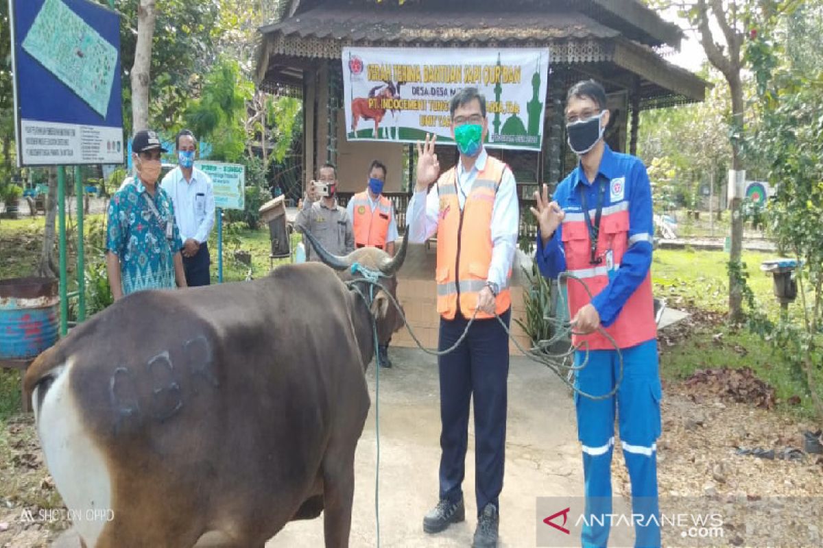 Indocement Tarjun bagikan  28 ekor sapi