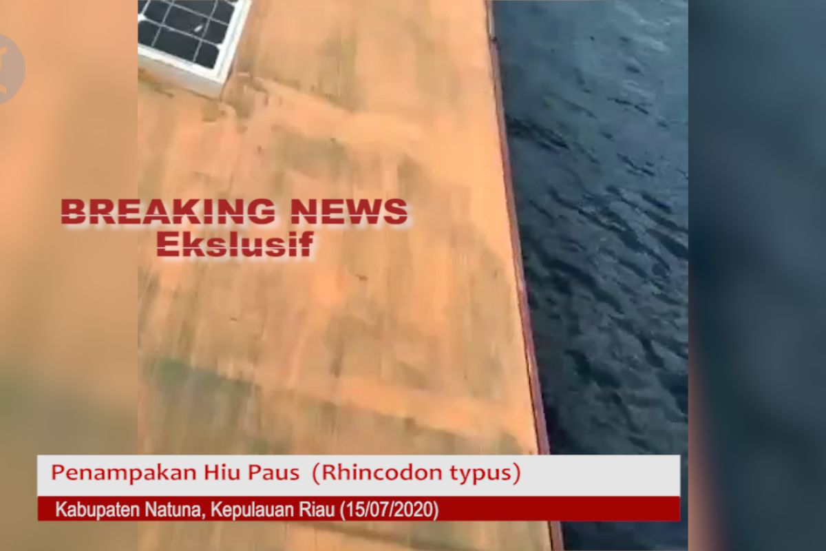 Ikan hiu paus di laut Natuna