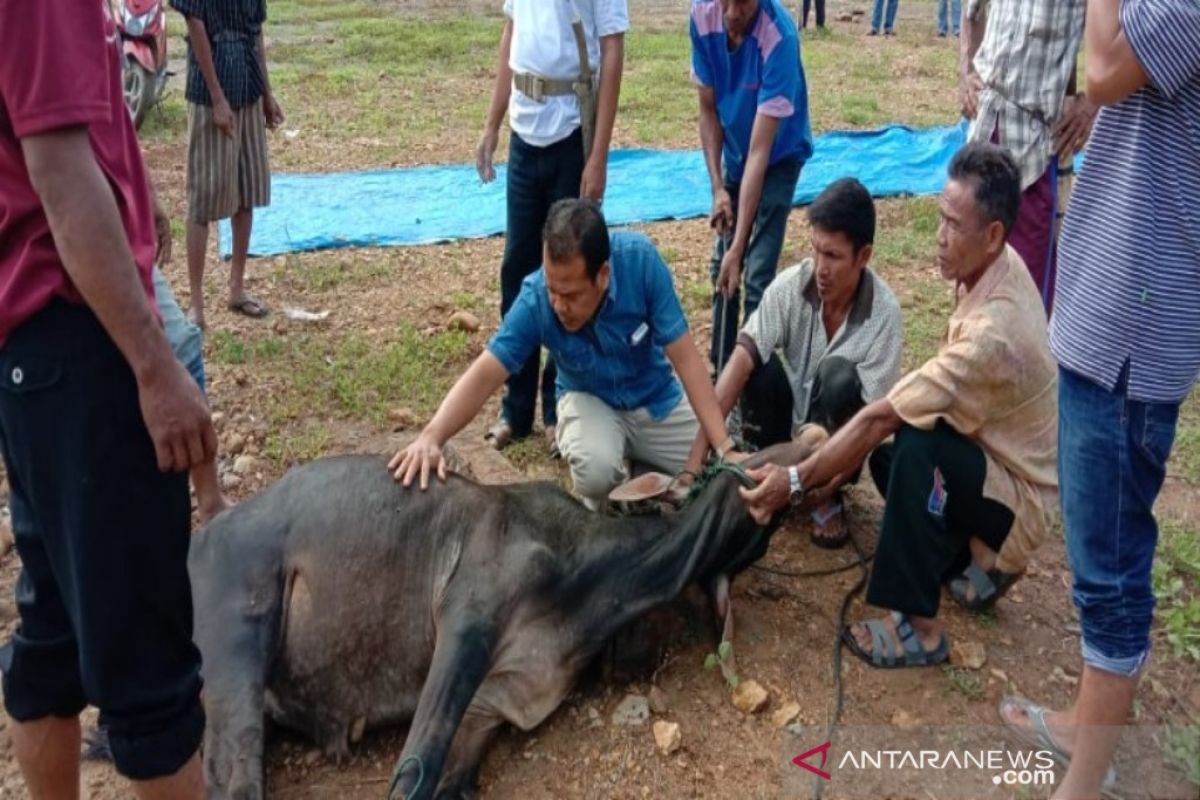 Bupati serahkan satu ekor sapi untuk wartawan Madina