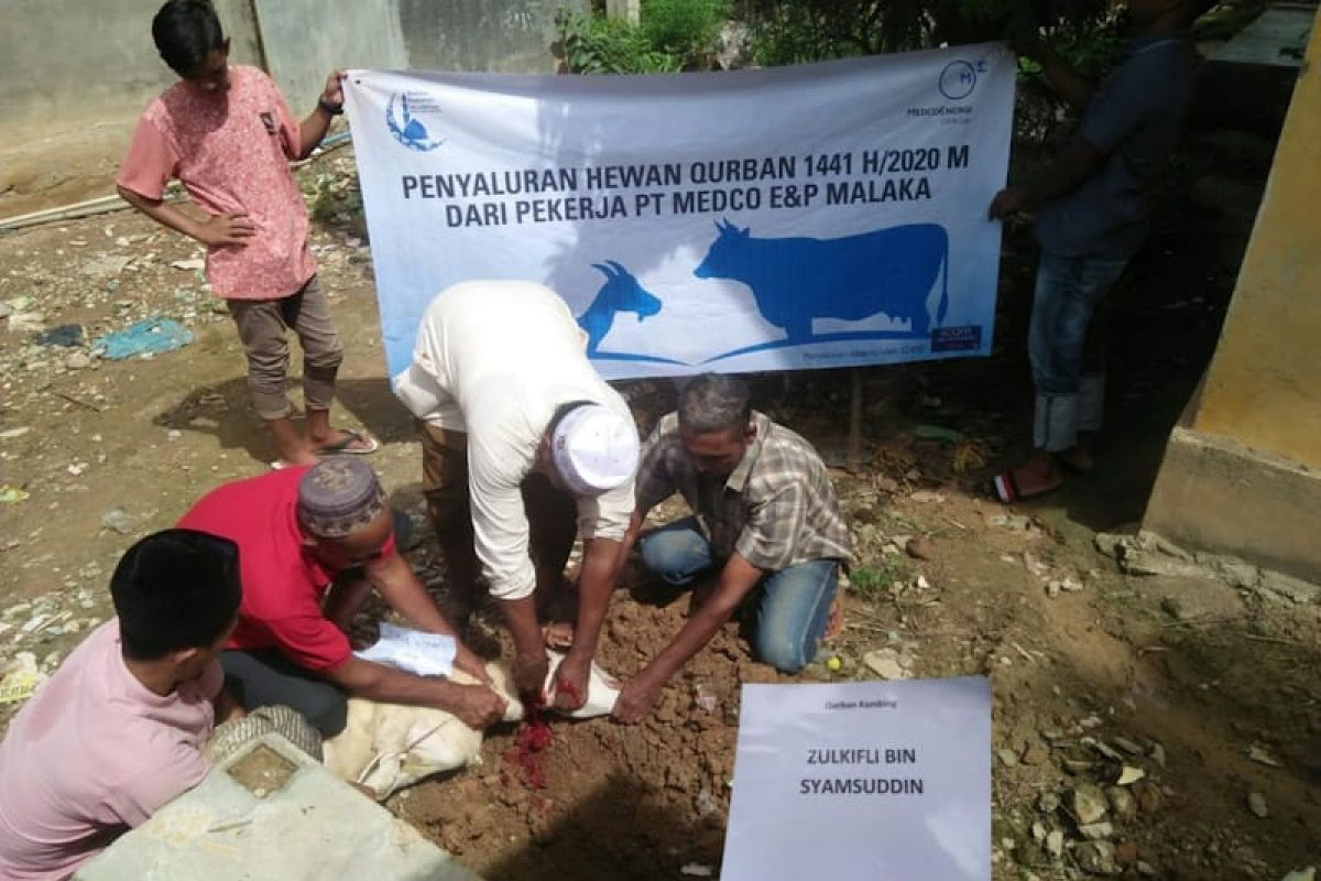 Medco E&P Malaka salurkan puluhan hewan kurban untuk masyarakat Aceh Timur