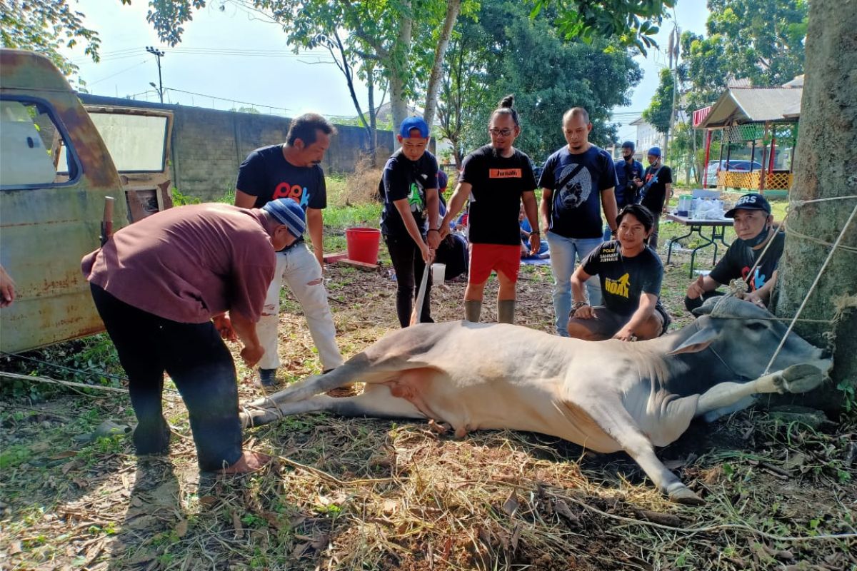 Dapat bantuan dari wali kota, Pokja wartawan Kota Pangkalpinang sembelih satu hewan kurban