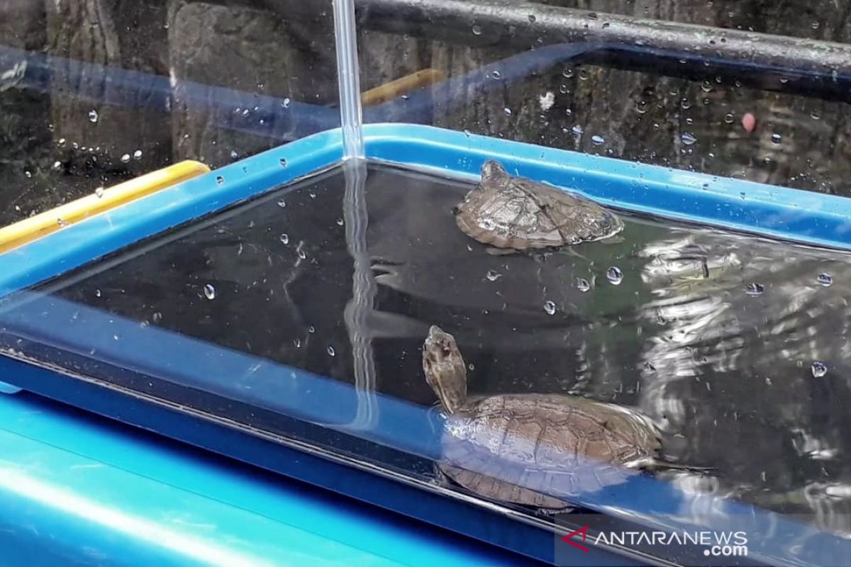 Kebun Binatang Bandung tambah koleksi sepasang kura-kura ceper