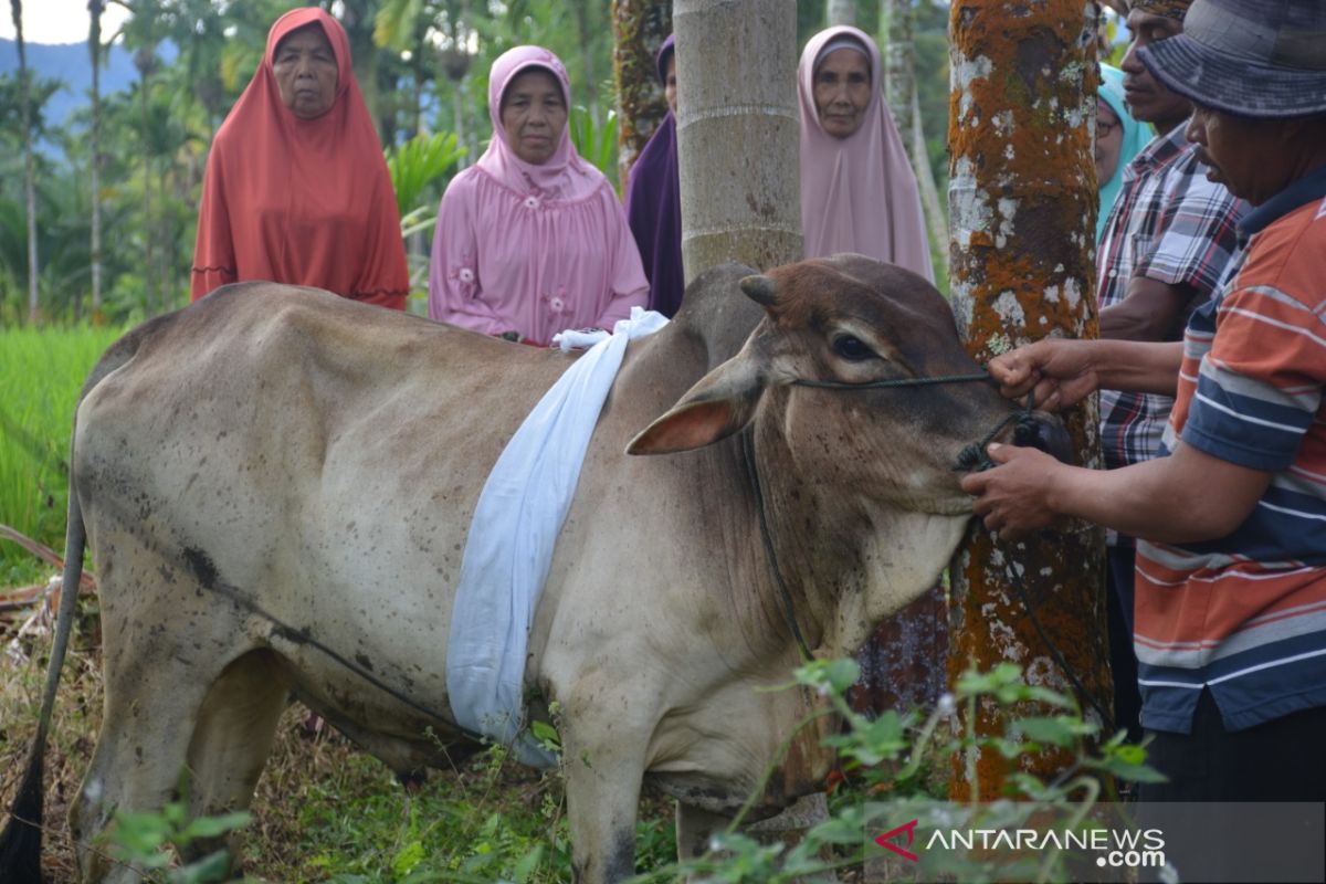 Warga Agam dandani hewan sapi kurban sebelum disembelih