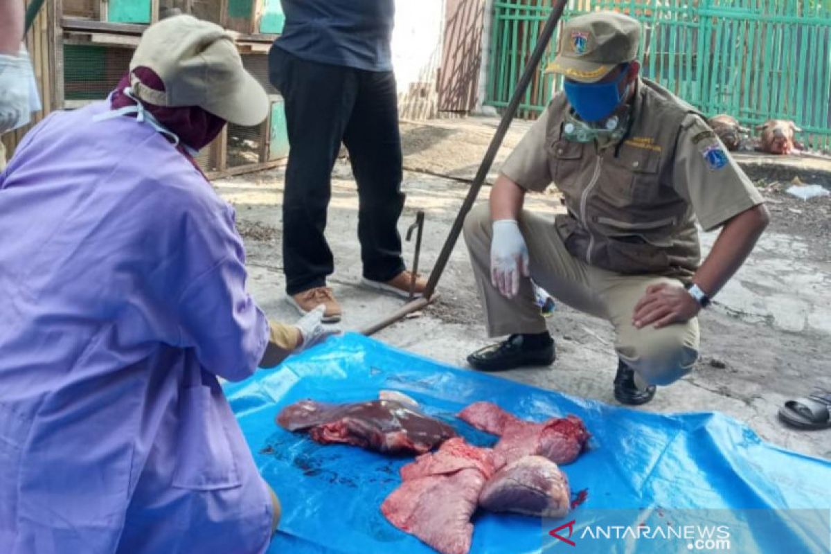 Puluhan kilogram organ kurban tak layak ditemukan di Jakarta Utara