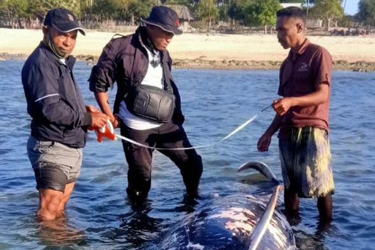 Paus pilot terdampar dan mati di kawasan pantai Sabu Raijua